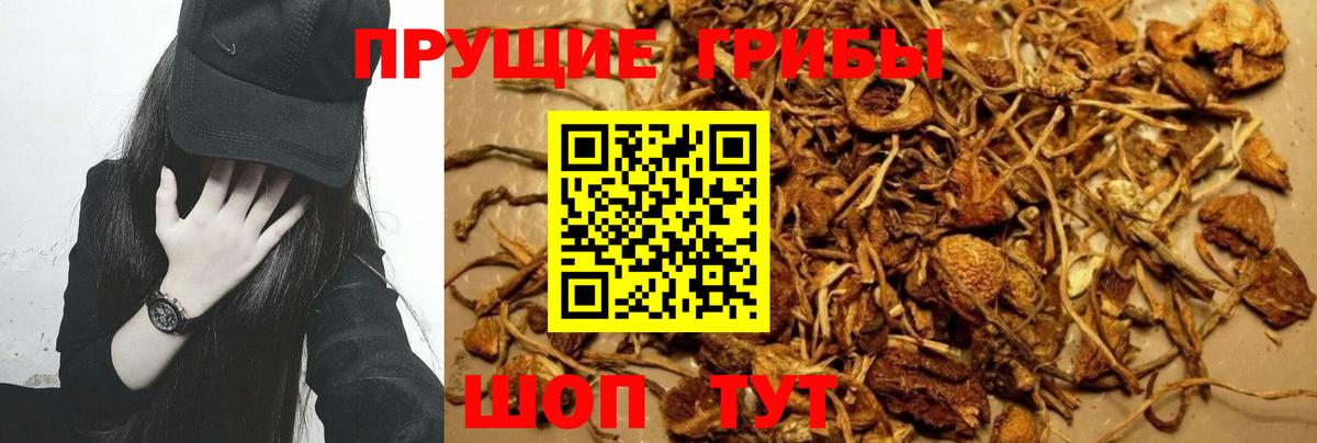 Псилоцибиновые грибы Psilocybine cubensis  Вход с VPN  Галлюциногенные грибы Cubensis  Железноводск 